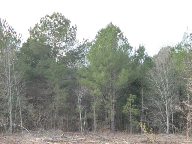0 NW of Brohum Camp Rd, Wedgefield, SC 29168