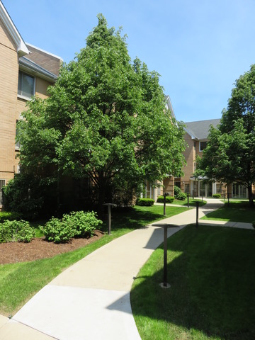 For Sale: 8700 W Evelyn Ln #APT 205 Chicago, IL 60656
