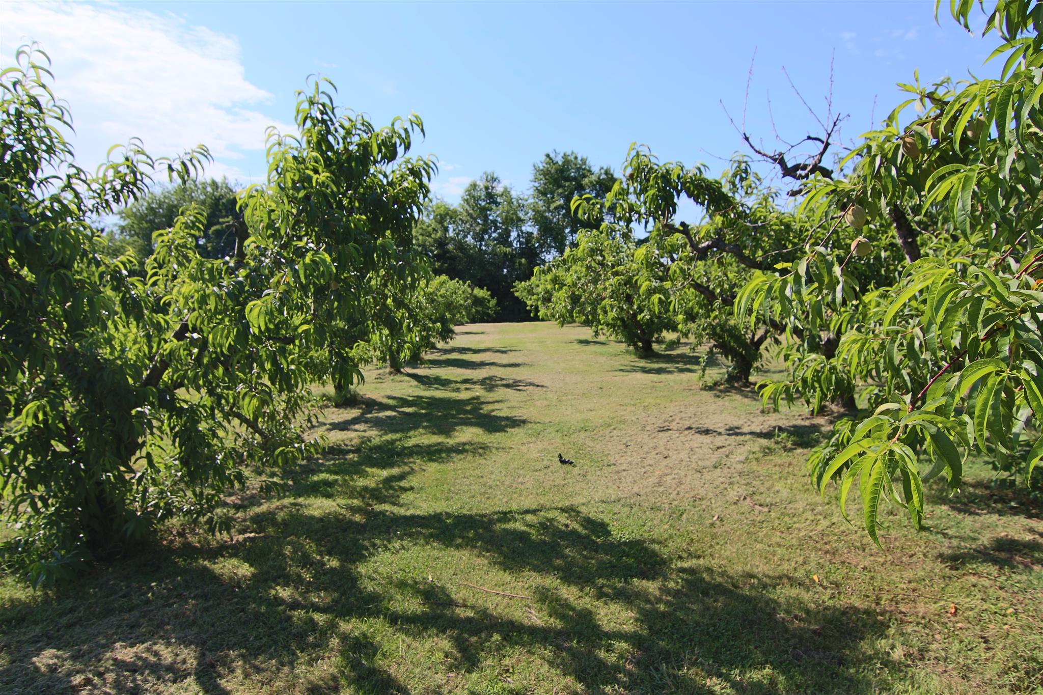 For Sale: 631 Beckwith Rd Mount Juliet, TN 37122