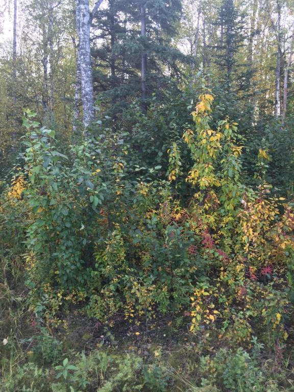 1400 W Minnetonka Dr, Wasilla, United States 99654