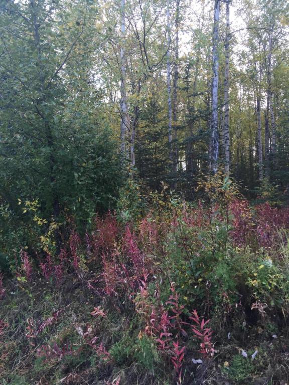 1400 W Minnetonka Dr, Wasilla, United States 99654