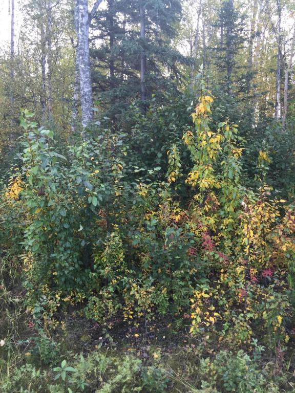 1400 W Minnetonka Dr, Wasilla, United States 99654
