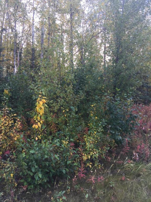 1400 W Minnetonka Dr, Wasilla, United States 99654