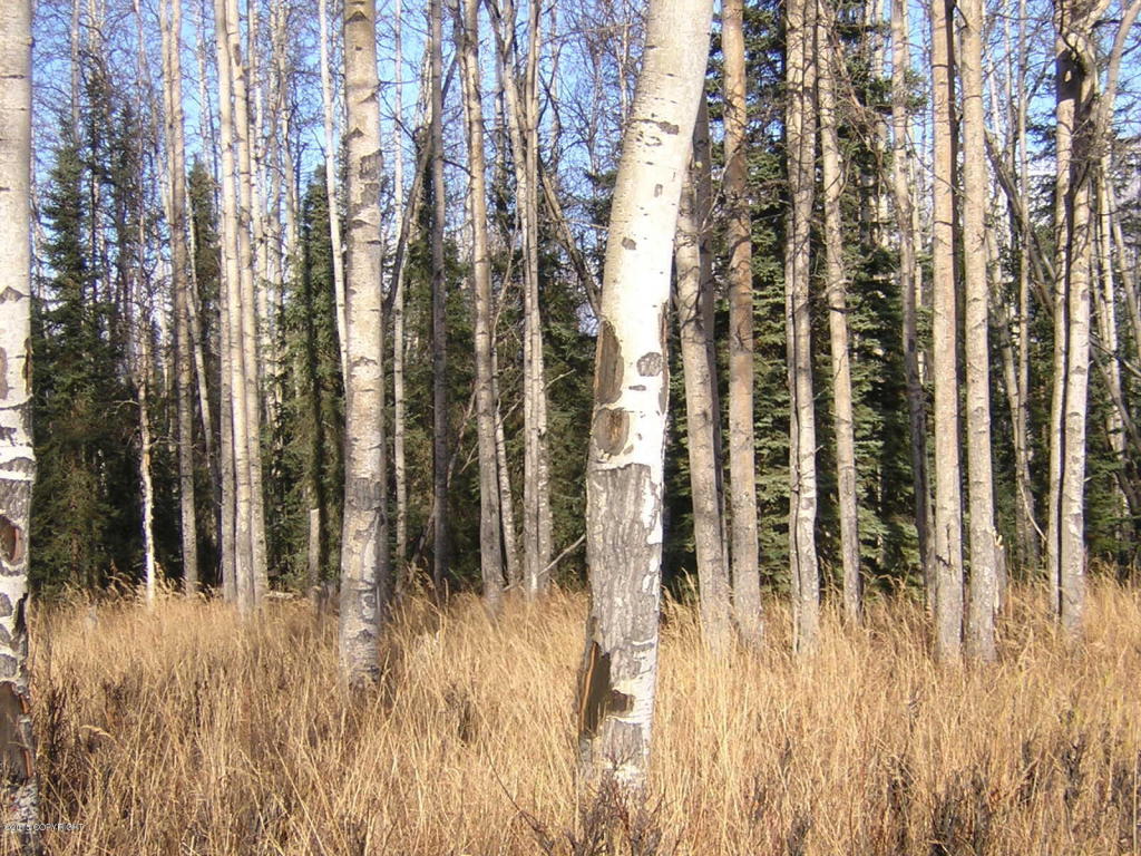 B005 No Road, Willow, AK 99688