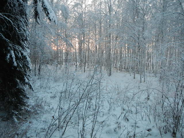 1078 Shoshone DrNorth Pole, AK, 99705Fairbanks North Star County