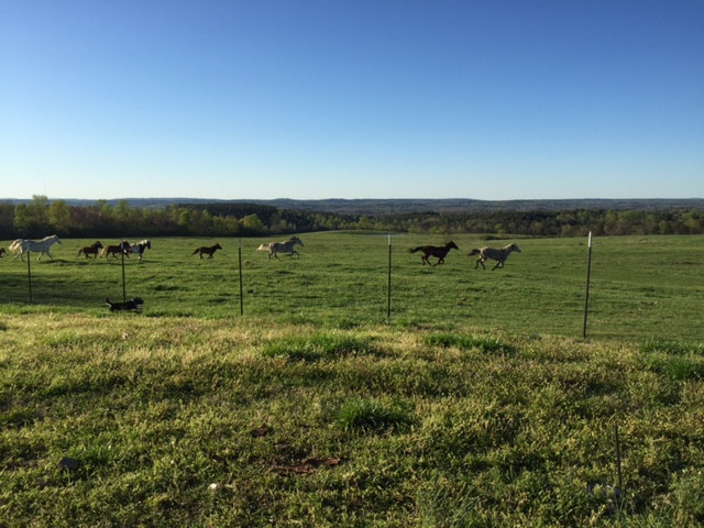 465 Jones Loop Road, Springville, AL 35146