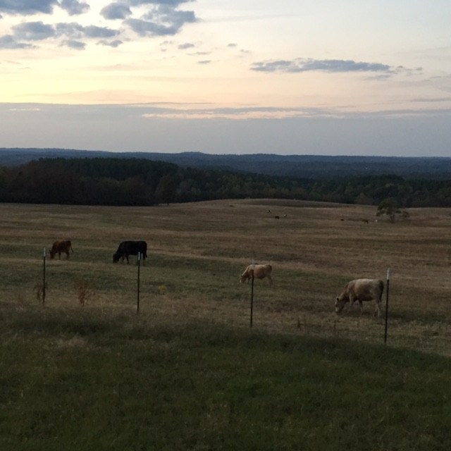 465 Jones Loop Road, Springville, AL 35146