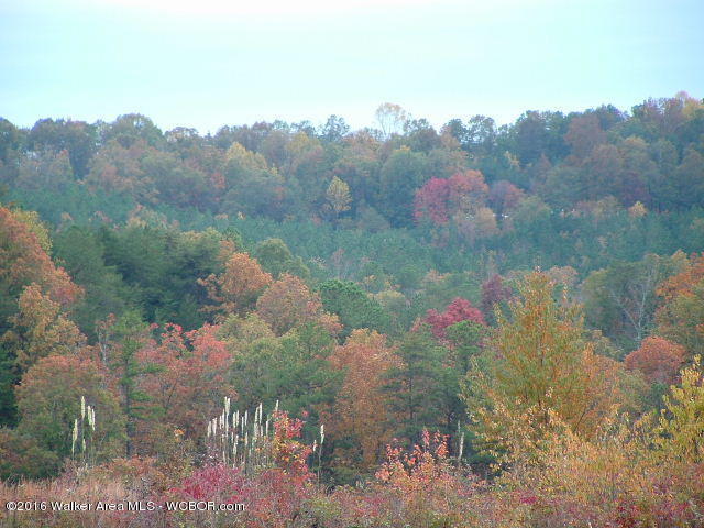 1916 CTY. RD. 9, Natural Bridge, AL 35577