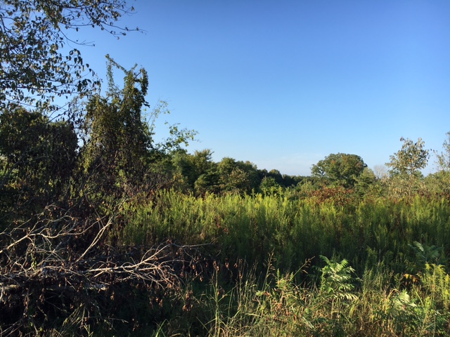 00 County Hwy 75, Phil Campbell, AL 35581