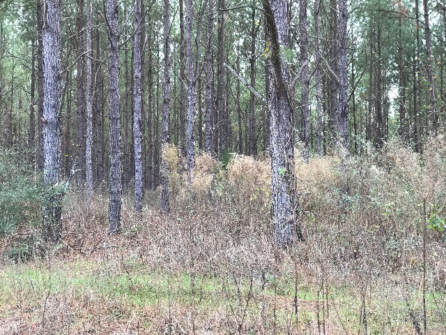 CR 6636 County Road 6636, Banks, AL 36005