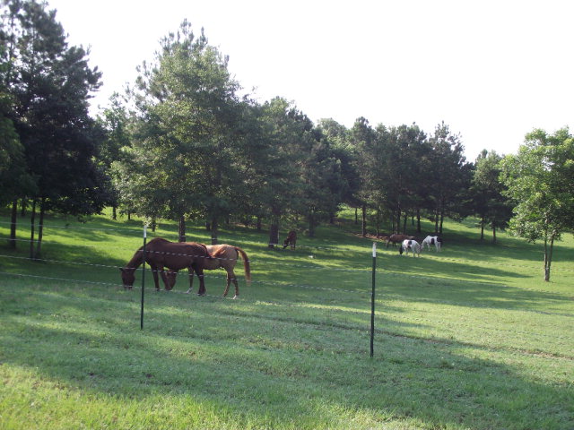 1365 County Road 104, Brundidge, AL 36010