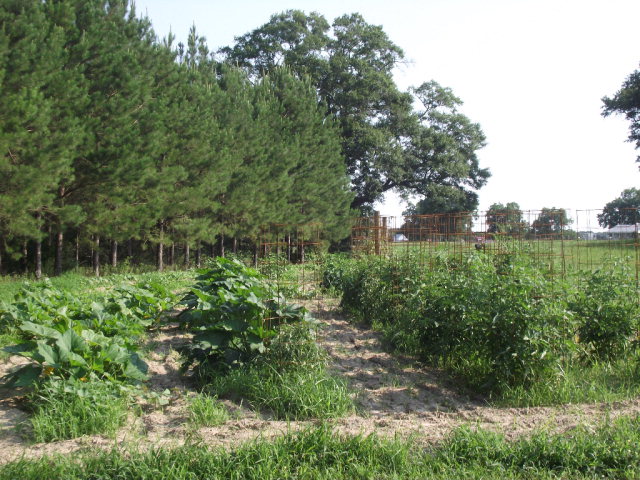 1365 County Road 104, Brundidge, AL 36010