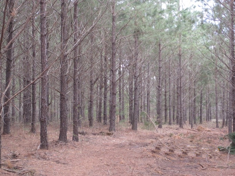 Center Ridge Road, Clayton, AL 36019