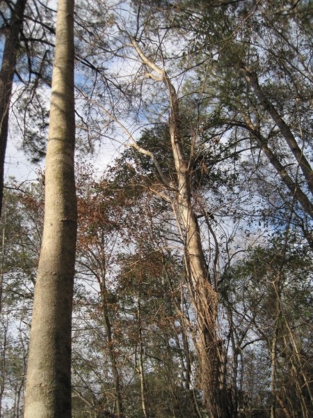 Center Ridge Road, Clayton, AL 36019