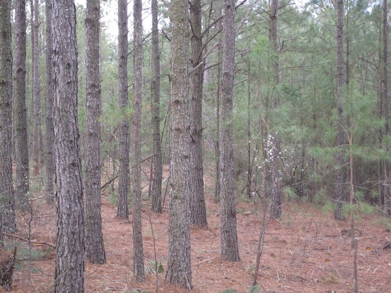 Center Ridge Road, Clayton, AL 36019