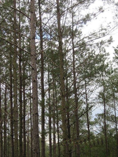 Center Ridge Road, Clayton, AL 36019
