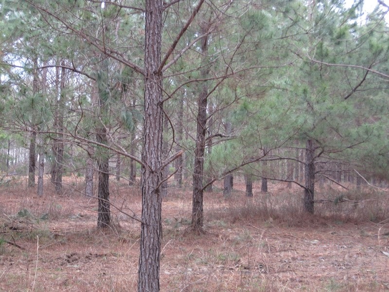 Center Ridge Road, Clayton, AL 36019