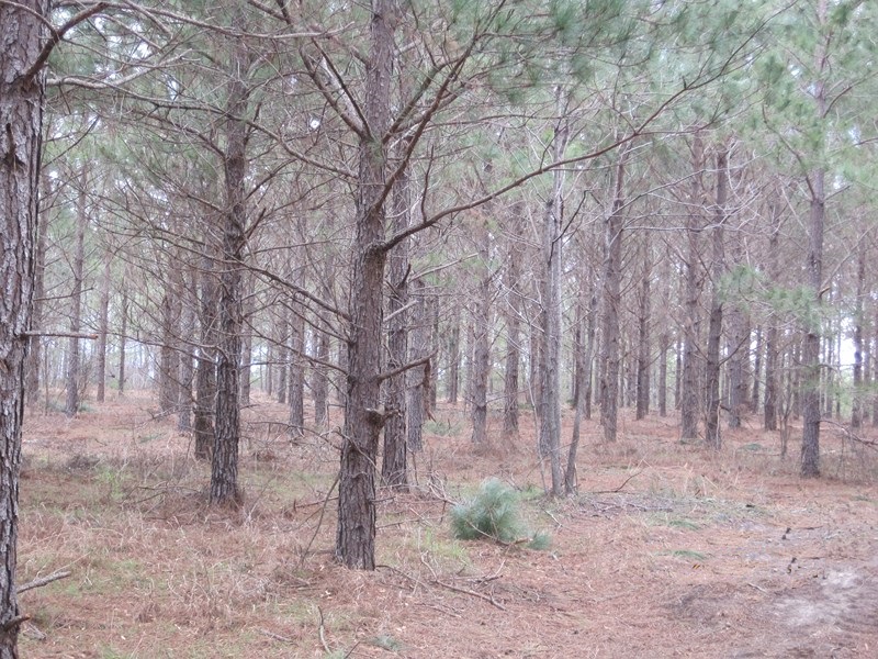 Center Ridge Road, Clayton, AL 36019