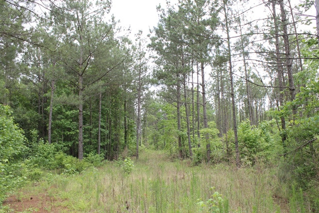 Bill Price Road, Newsite, AL 36256