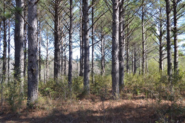 0 Omussee, Dothan, AL 36303