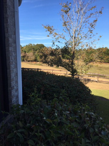 955 Co Rd 3, Headland, AL 36345