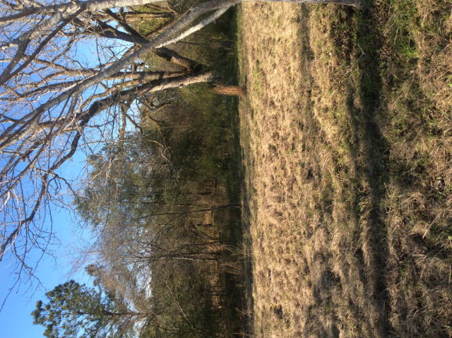 107 COUNTY ROAD 128, Jack, AL 36346