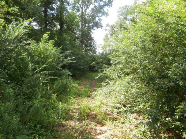 6469 Judge Logue Rd, Newton, AL 36352