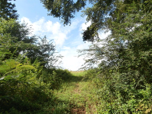 6469 Judge Logue Rd, Newton, AL 36352