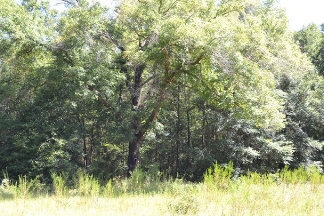 0 Phillips Drive, Ozark, AL 36360