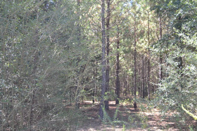 0 Phillips Drive, Ozark, AL 36360