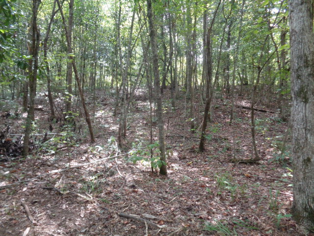Lot 9 Cty Rd 36, Ozark, AL 36360