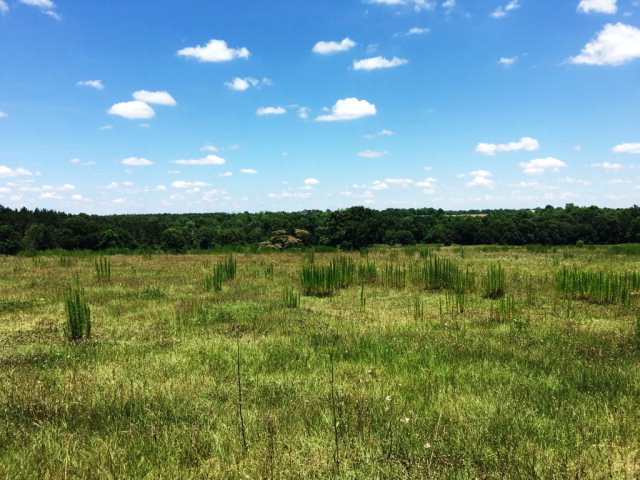 42 COUNTY ROAD 81, Slocomb, AL 36375