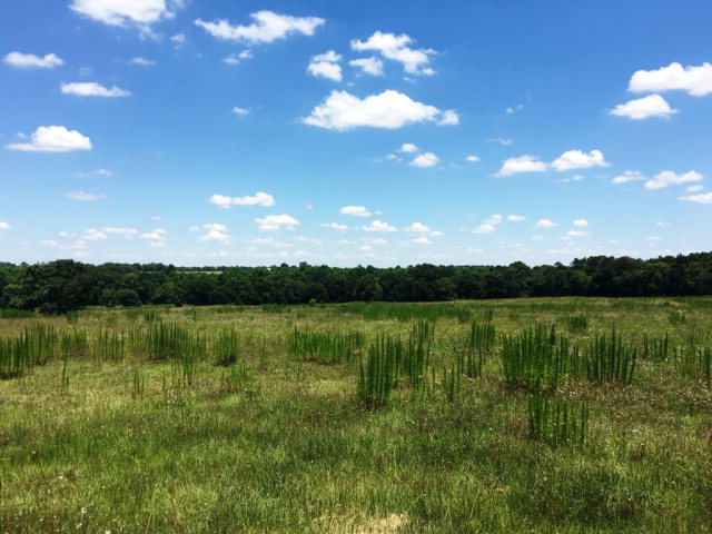 42 COUNTY ROAD 81, Slocomb, AL 36375