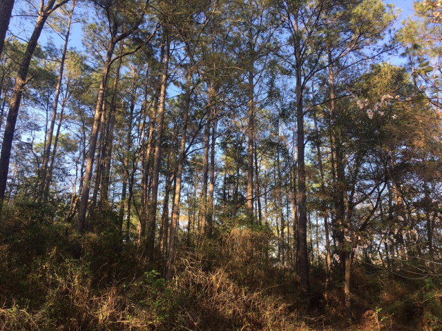 0 Northshore Drive, Bay Minette, AL 36507