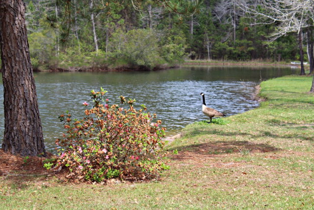 9545 Marchand Avenue, Daphne, AL 36526