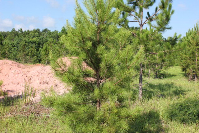 19815 County Road 12, Foley, AL 36535