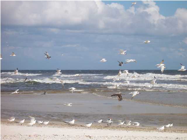 110 Pass Drive, Gulf Shores, AL 36542