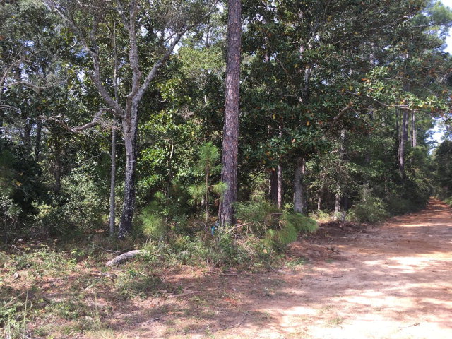 0 County Road 91, Lillian, AL 36549