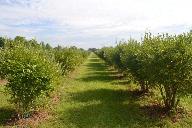 27608 County Road 65, Loxley, AL 36551