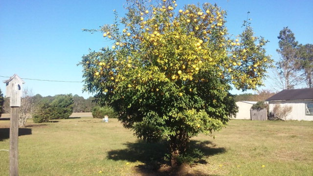 20040 Silverhill Avenue, Robertsdale, AL 36567