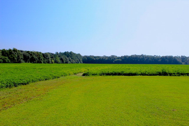 19380 Rada Road, Silverhill, AL 36576