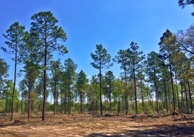 0 Grand Bay-wilmer Rd, Wilmer, AL 36587