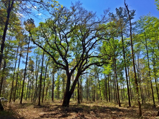 0 Grand Bay-wilmer Rd, Wilmer, AL 36587