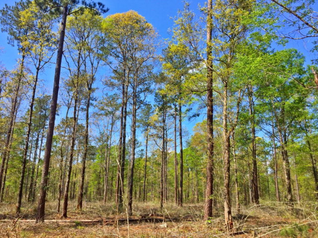 0 Grand Bay-wilmer Rd, Wilmer, AL 36587