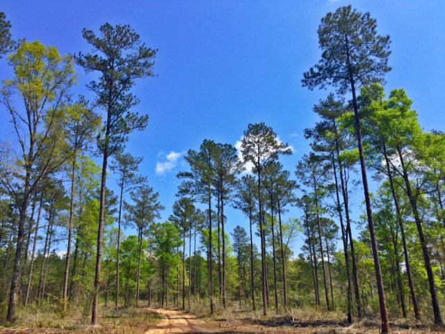 0 Grand Bay-wilmer Rd, Wilmer, AL 36587