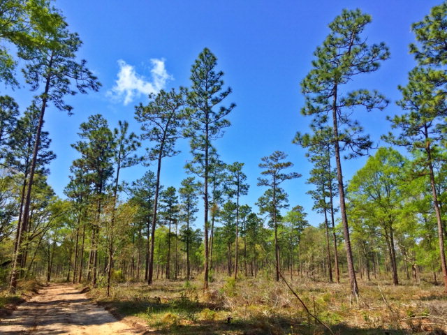 0 Grand Bay-wilmer Rd, Wilmer, AL 36587