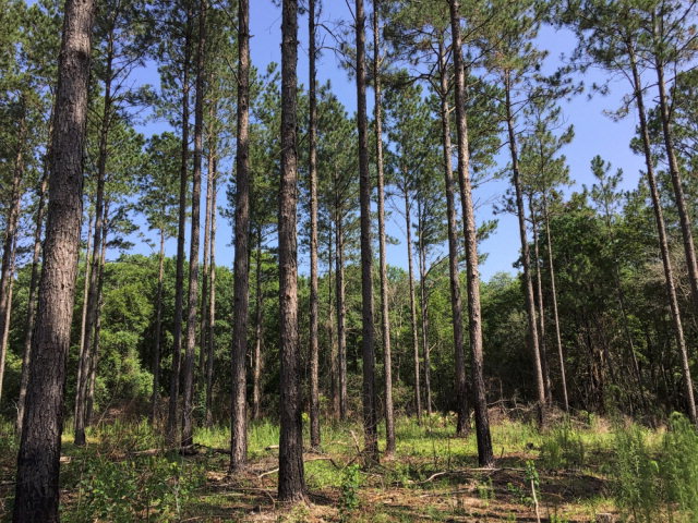 0 Jeff Hamilton Road, Mobile, AL 36695