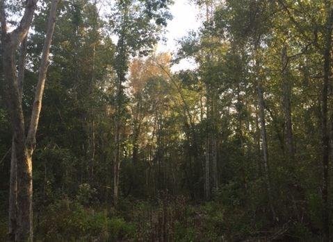 0 Lee Road 0070, Auburn, AL 36850