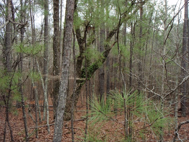 0 Lee Rd 331, Smiths Station, AL 36877