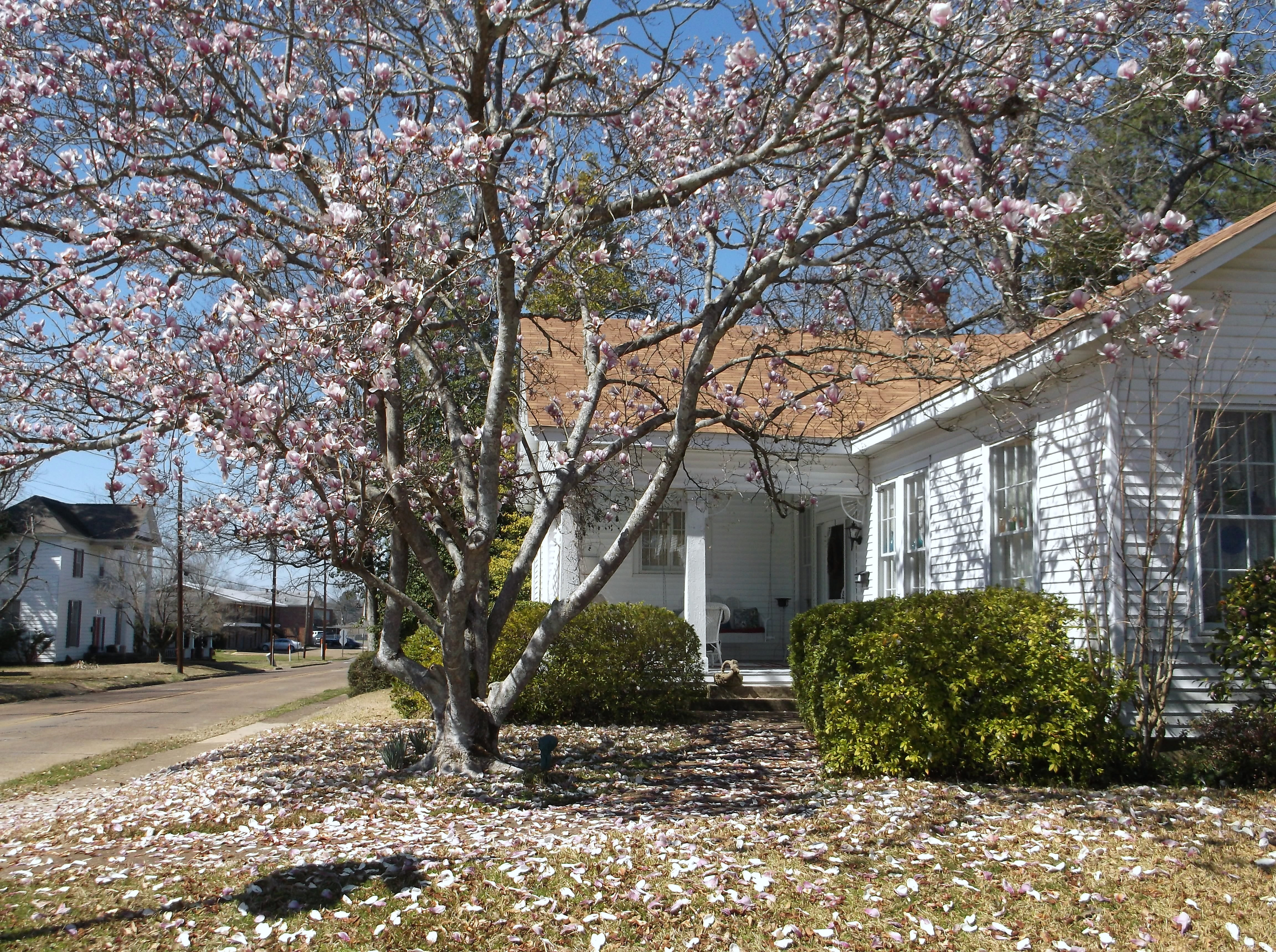 1102 Caddo Street, Arkadelphia, AR 71923